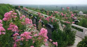 陵园风景图-5