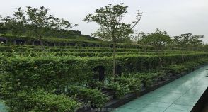 陵园风景图-3